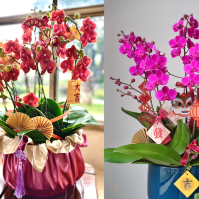 Hoa Tết hợp mệnh gia chủ: Chọn đúng để đón lộc, tránh xung khí đầu năm