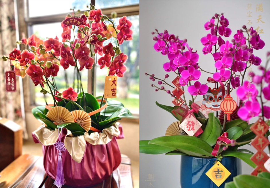 Hoa Tết hợp mệnh gia chủ: Chọn đúng để đón lộc, tránh xung khí đầu năm