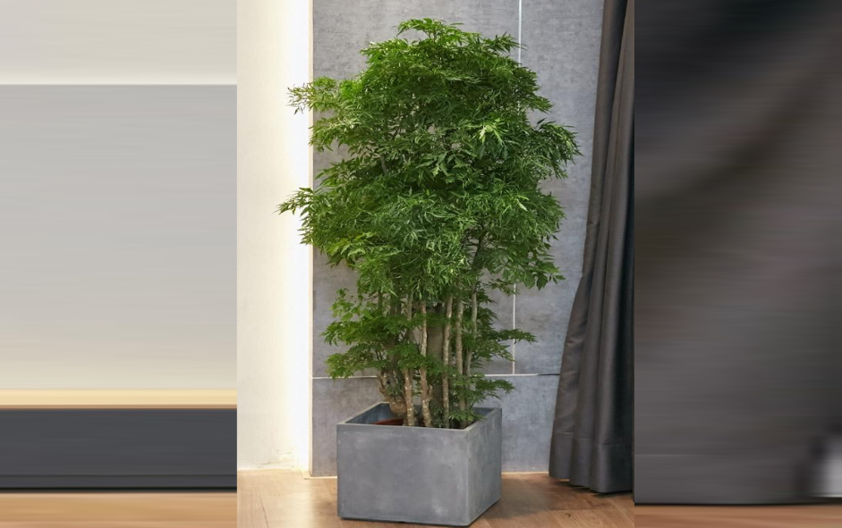 Cây Đinh lăng trước nhà: Cách giữ lộc bền lâu cho không gian sống